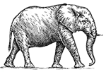 olifant klein 150p